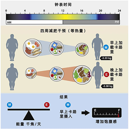 早上多吃VS晚上多吃 早上多吃VS晚上多吃